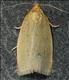 0989 (49.031) Zelotherses paleana